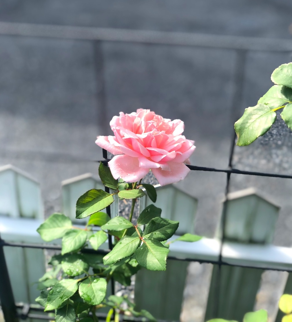 夏剪定後の裏切りのバラ と 恥ずかしがり屋のソフィーロシャス 薪割りマコのバラの庭 夏剪定後の裏切りのバラ と 恥ずかしがり屋のソフィーロシャス 薪割りマコのバラの庭