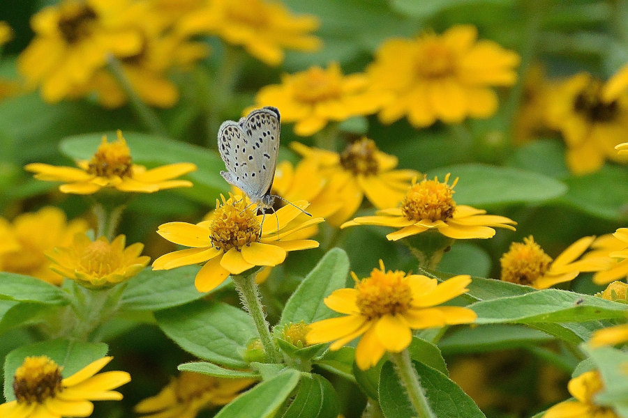 ご近所花壇で練習撮り、シジミチョウ達(2020/09/mid)_d0387460_19435295.jpg