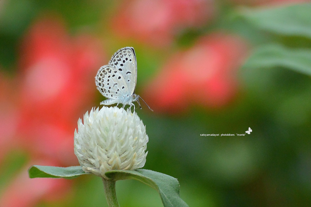ご近所花壇で練習撮り、シジミチョウ達(2020/09/mid)_d0387460_19441264.jpg