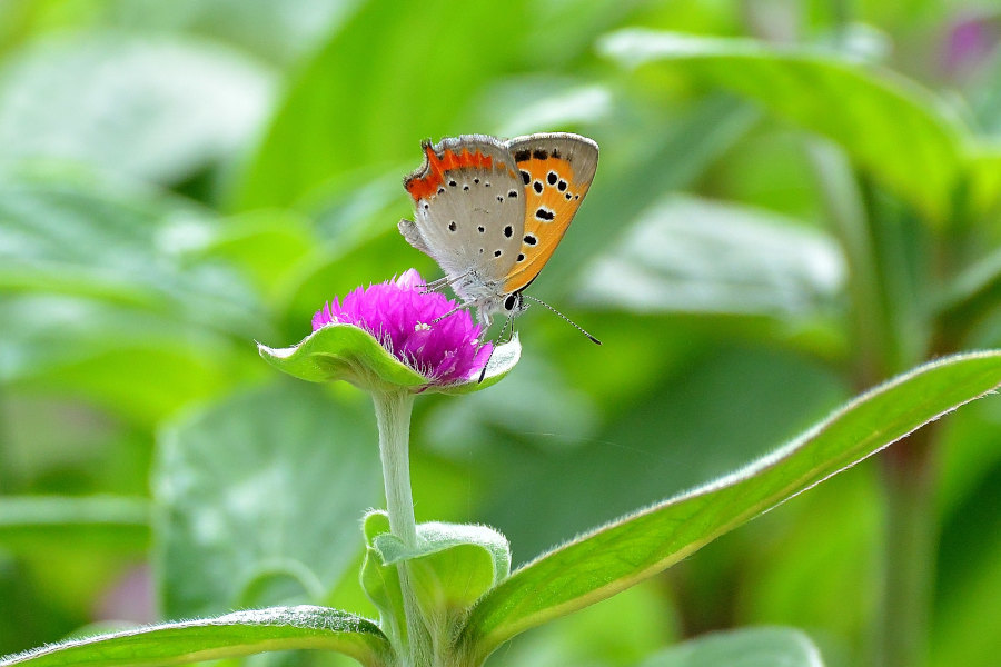 ご近所花壇で練習撮り、シジミチョウ達(2020/09/mid)_d0387460_19441884.jpg