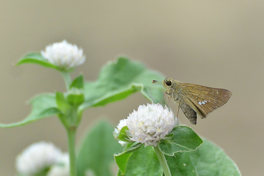 ご近所花壇で練習撮り、シジミチョウ達(2020/09/mid)_d0387460_19442536.jpg