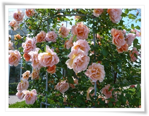 お洒落な曲 バラの香り スローライフで今日も元気