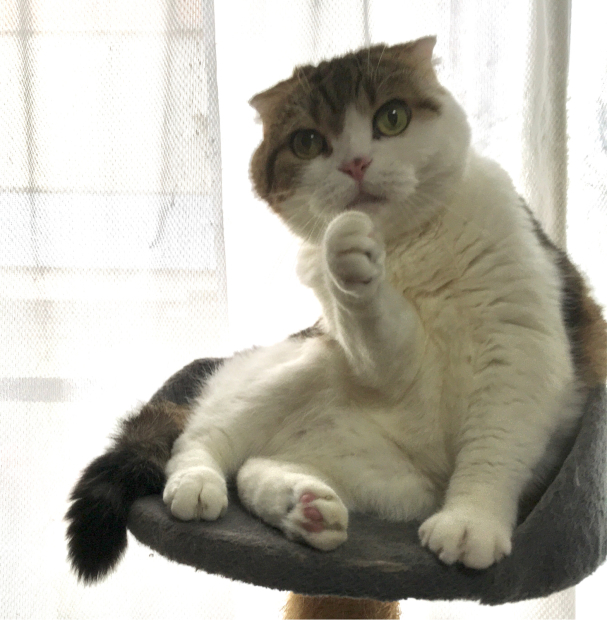 たまの玉手箱の5猫ちゃん まゆみのお絵描き絵手紙