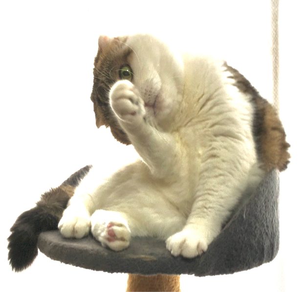 たまの玉手箱の5猫ちゃん まゆみのお絵描き絵手紙