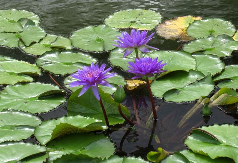 植物園　花色々_e0048413_22374784.jpg