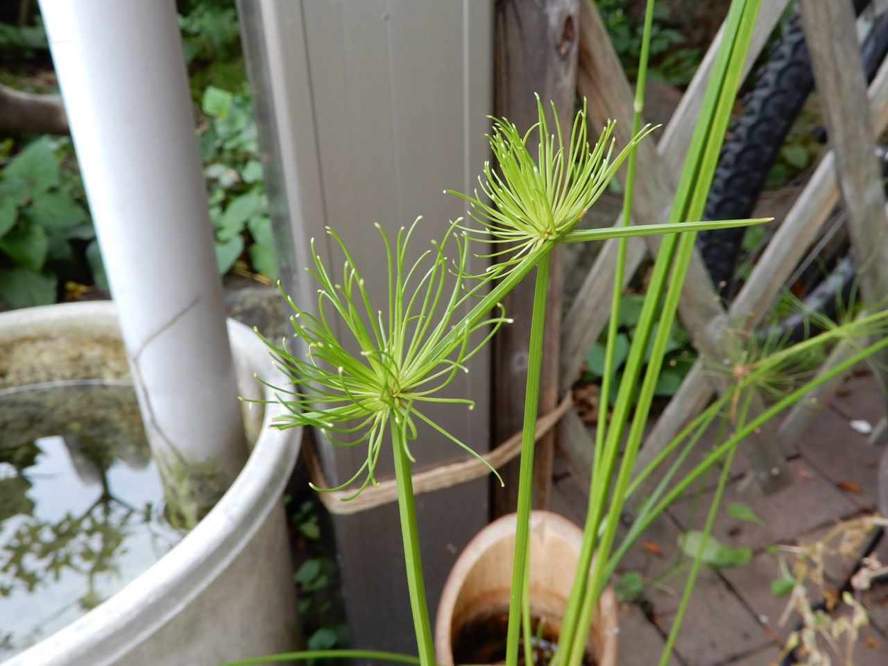 雨はこれから_c0025115_22342244.jpg