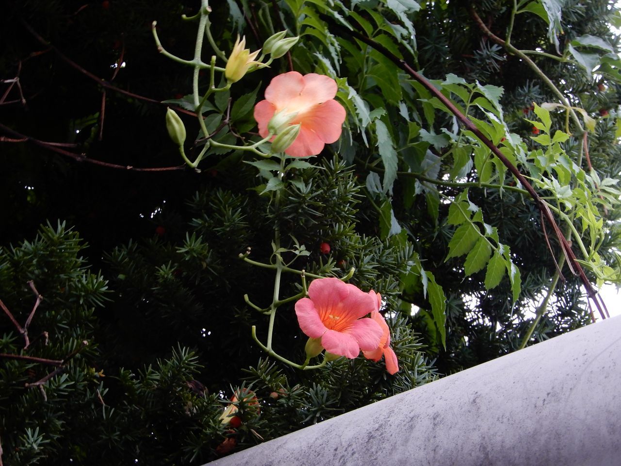 雨はこれから_c0025115_22420062.jpg