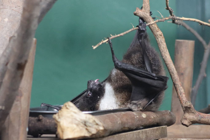 オリイオオコウモリの赤ちゃんと個性的な同居者たち 井の頭自然文化園 続々 動物園ありマス