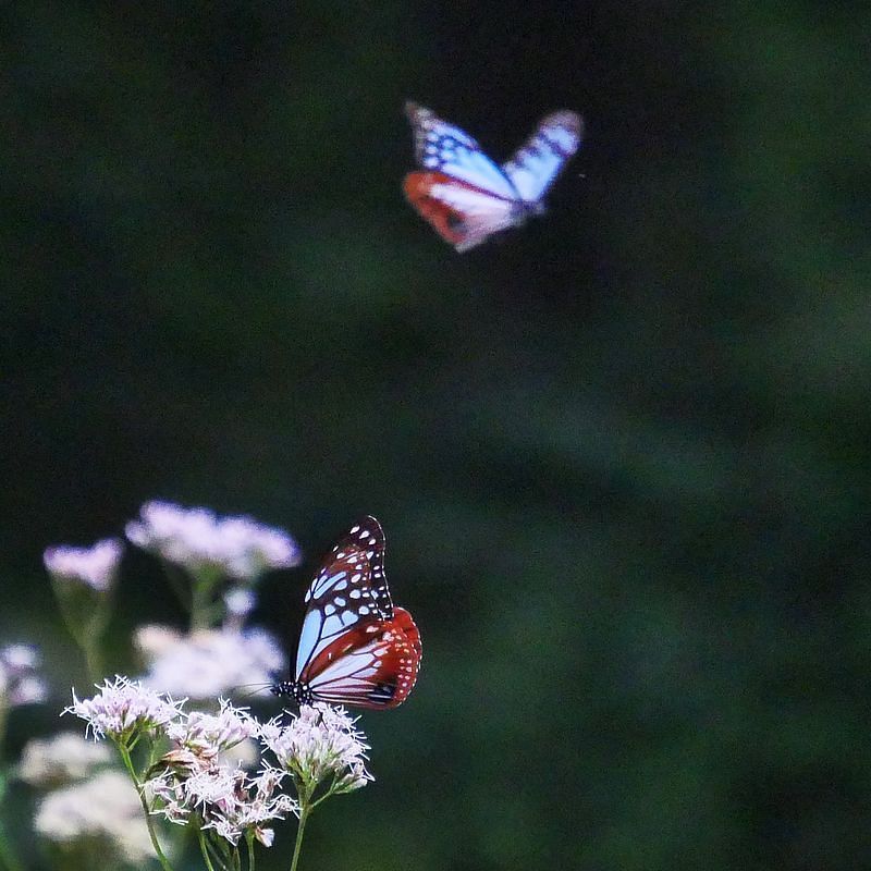 旅する蝶「アサギマダラ」が赤城自然園に立ち寄り中♪_a0031821_16490222.jpg