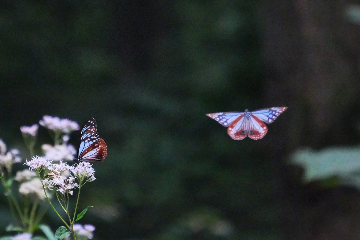 旅する蝶「アサギマダラ」が赤城自然園に立ち寄り中♪_a0031821_16570028.jpg