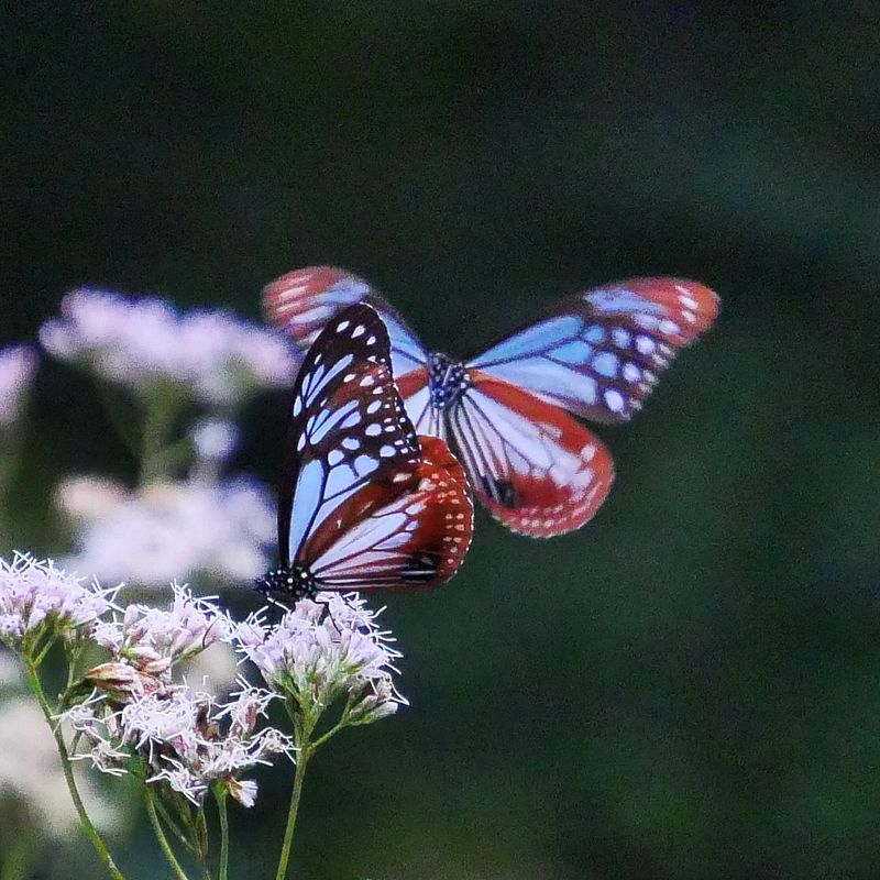 旅する蝶「アサギマダラ」が赤城自然園に立ち寄り中♪_a0031821_16571126.jpg