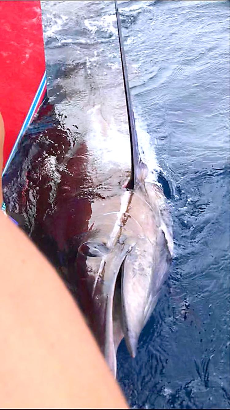 利島沖のウドネで1T&R、そしてもう一本_f0009039_16275496.jpg