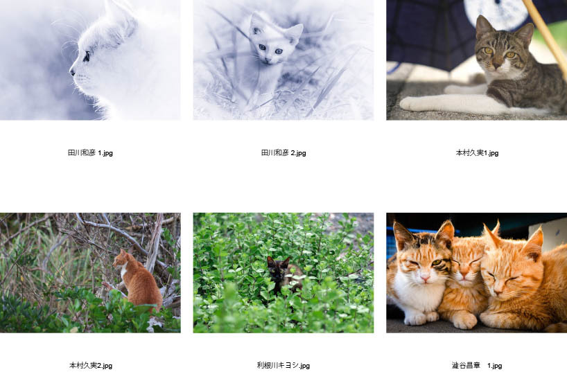 池袋「ギャラリー路草」にて2タイトルの猫写真展を開催します。_c0194541_01062872.jpg