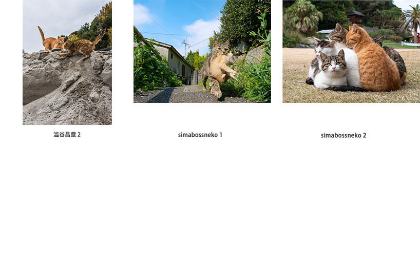 池袋「ギャラリー路草」にて2タイトルの猫写真展を開催します。_c0194541_01230643.jpg