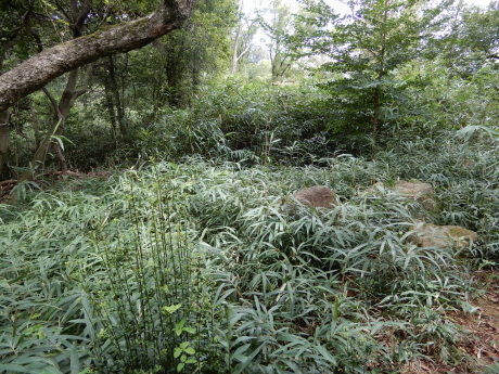 金鳥山~打越山~十文字山(東灘区の五山歩き)_c0218841_10005604.jpg