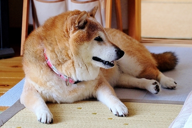 敬老の日_b0314043_18364521.jpg