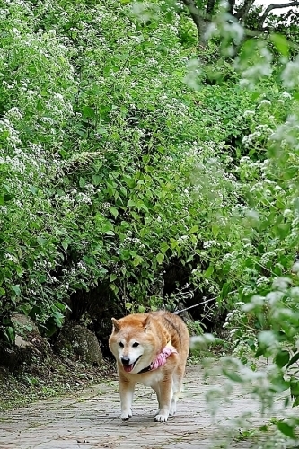 植物から作られた庭を歩く_b0314043_18390811.jpg