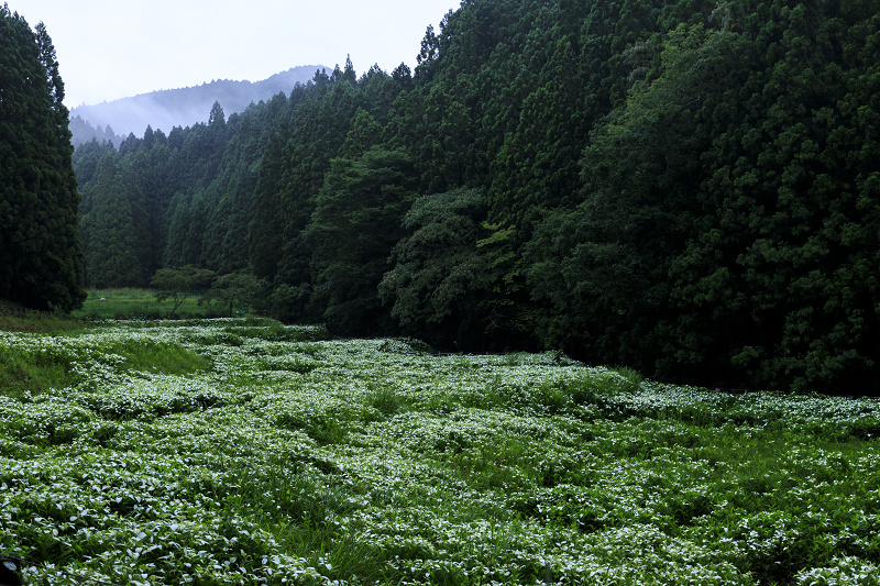 御杖岡田の半夏生園（後編）_f0155048_22283892.jpg