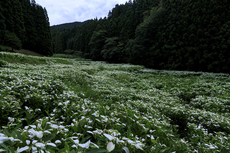 御杖岡田の半夏生園（後編）_f0155048_22461864.jpg