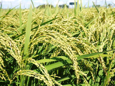 砂田のこだわりれんげ米 順調に色づき始め頭を垂れてきています!今年は無農薬ではなく“減農薬栽培”です!_a0254656_16350365.jpg