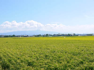 砂田のこだわりれんげ米 順調に色づき始め頭を垂れてきています!今年は無農薬ではなく“減農薬栽培”です!_a0254656_16392002.jpg