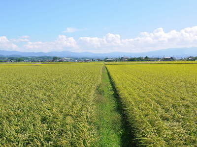 砂田のこだわりれんげ米 順調に色づき始め頭を垂れてきています!今年は無農薬ではなく“減農薬栽培”です!_a0254656_17581182.jpg