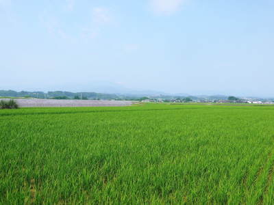 砂田のこだわりれんげ米 順調に色づき始め頭を垂れてきています!今年は無農薬ではなく“減農薬栽培”です!_a0254656_18003052.jpg