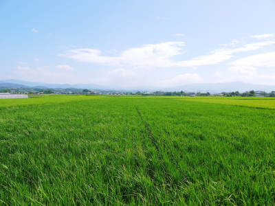 砂田のこだわりれんげ米 順調に色づき始め頭を垂れてきています!今年は無農薬ではなく“減農薬栽培”です!_a0254656_18093953.jpg