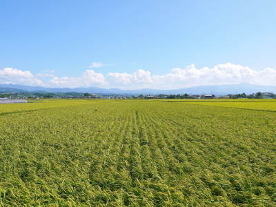 砂田のこだわりれんげ米 順調に色づき始め頭を垂れてきています!今年は無農薬ではなく“減農薬栽培”です!_a0254656_18142605.jpg