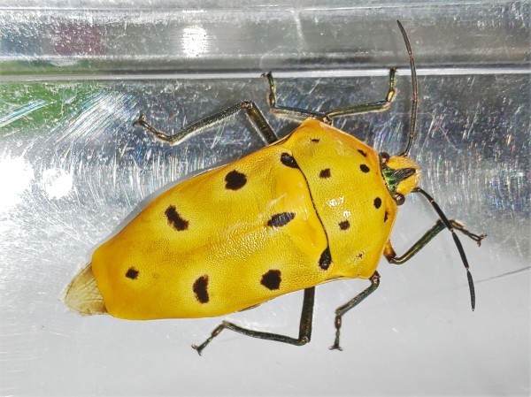 カメムシ品！200㍑ドラム缶remakeBOX３段【イエロー】 200㍑ドラム缶RemakeアートBOX(イエロー) カメムシ様専用品！200