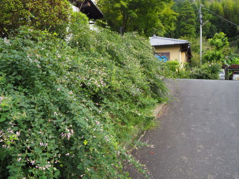 萩まつり中止のお知らせと萩・彼岸花の開花状況_b0110585_08003804.jpg