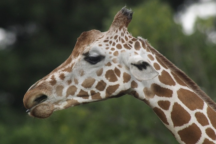 9/16 よこはま動物園ズーラシア 8カット_b0016600_00025768.jpeg