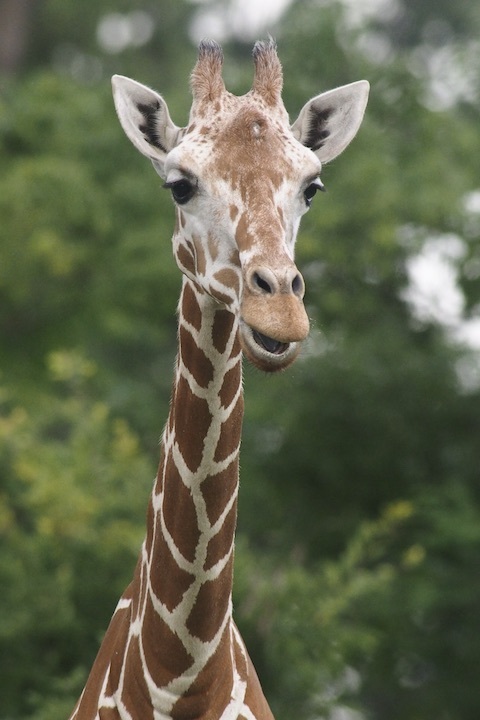 9/16 よこはま動物園ズーラシア 8カット_b0016600_00033545.jpeg