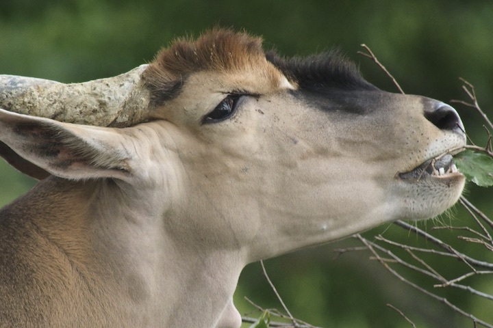 9/16 よこはま動物園ズーラシア 8カット_b0016600_00041375.jpeg