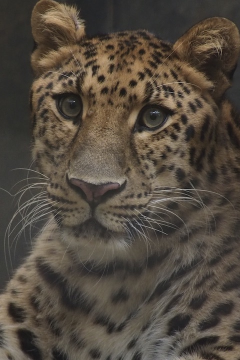 9/16 よこはま動物園ズーラシア 8カット_b0016600_00045097.jpeg
