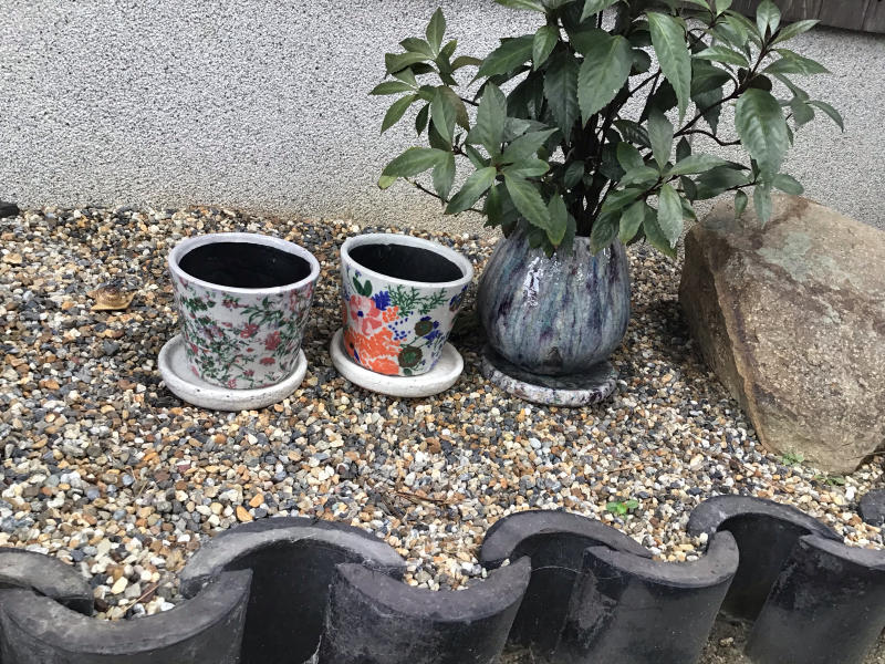 買った鉢と買った植物_c0404712_09085162.jpg