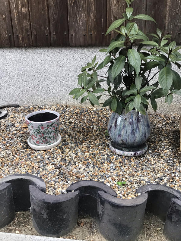 買った鉢と買った植物_c0404712_09085329.jpg