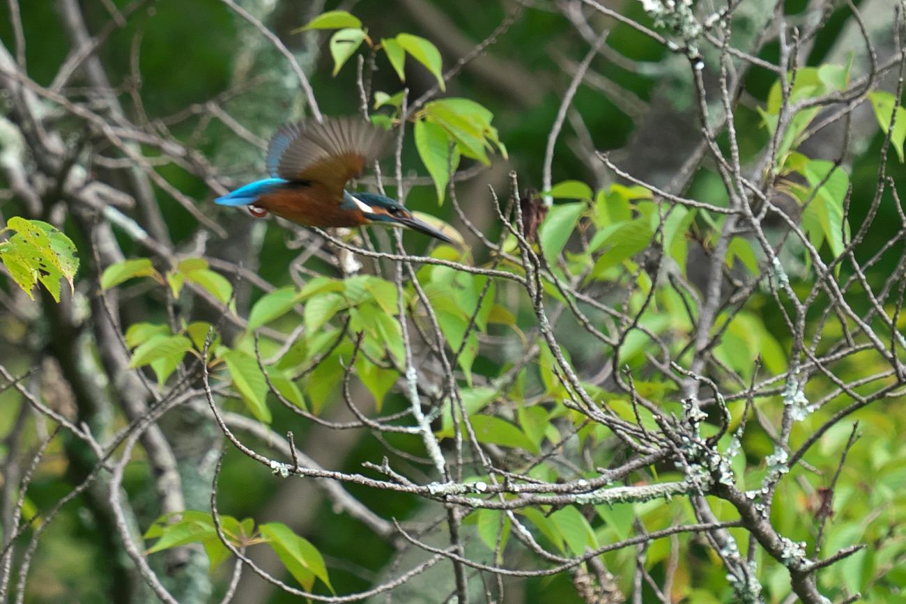 　蓮池のカワセミ_b0408917_16272999.jpg