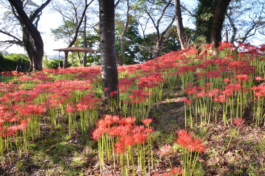 お彼岸に咲かない彼岸花 栗駒山の里だより