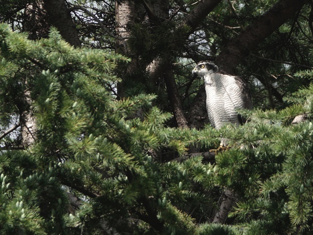 強風の中　秋のオオタカ成鳥　（9/18撮影）　2020/9/19 in Tokyo_d0129921_23253281.jpg