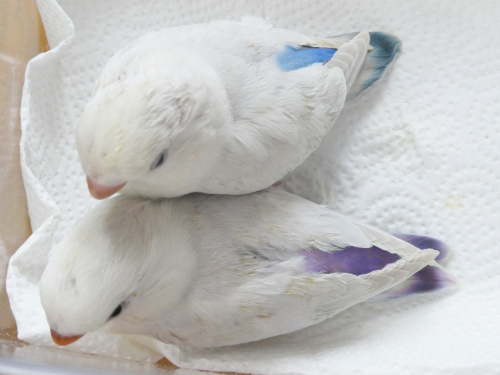 コザクラインコ東京 コザクラインコ東京