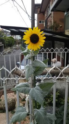 シルバーサンシャイン_c0155326_16462767.jpg