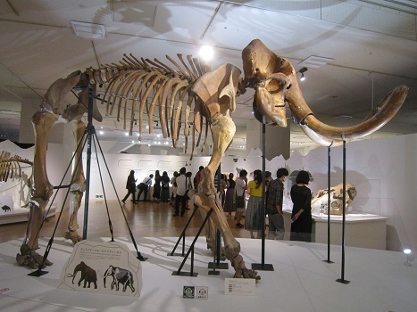 マンモス展~🎶_b0177436_22261976.jpg