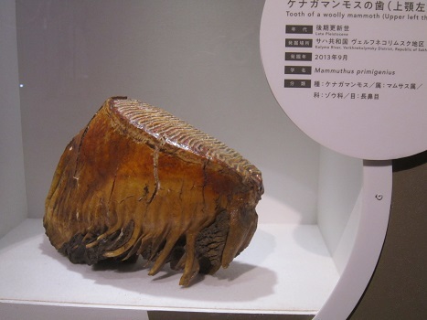 マンモス展~🎶_b0177436_22440681.jpg