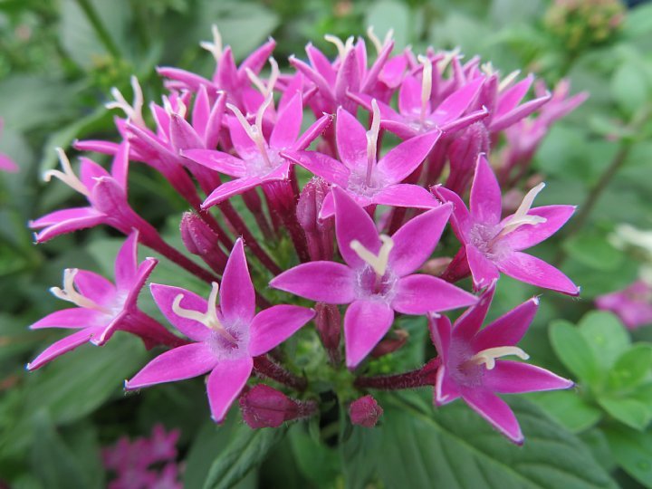 年9月25日 再び咲いたペンタスの花 今日の風に吹かれましょう