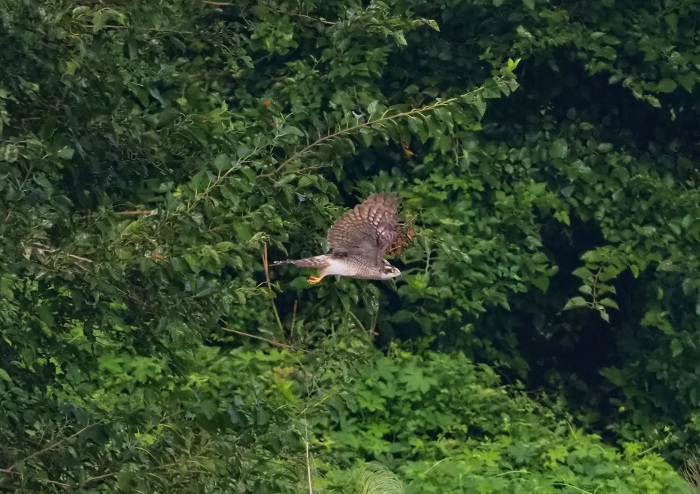 久しぶりのオオタカ成鳥_d0290240_19131353.jpg