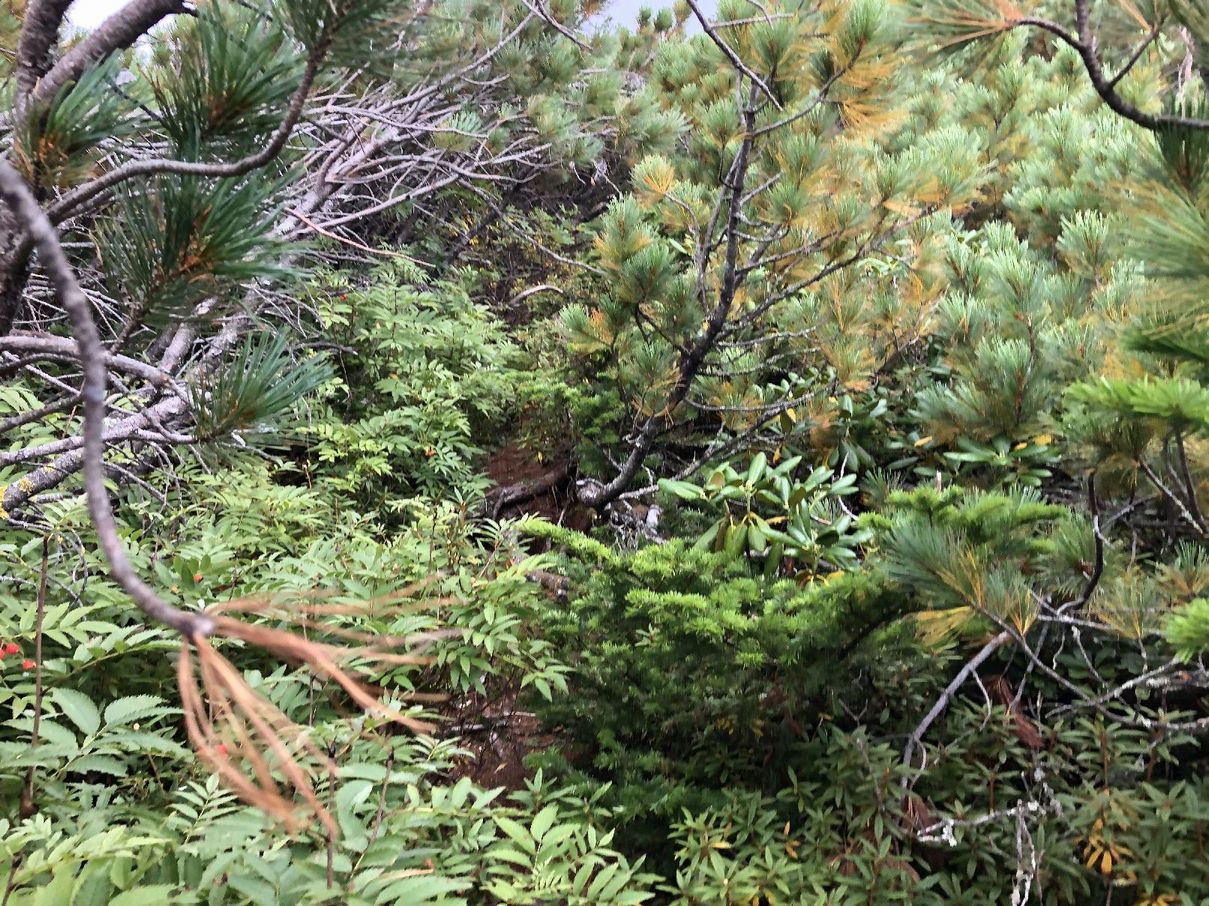 登山　2020年8月28日　北海道　北大雪　武華山_b0187142_17062766.jpg