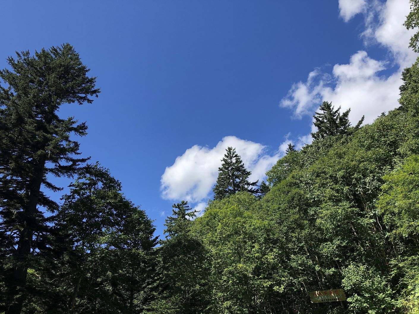 登山　2020年9月2日　北海道　北大雪　平山_b0187142_17473709.jpg