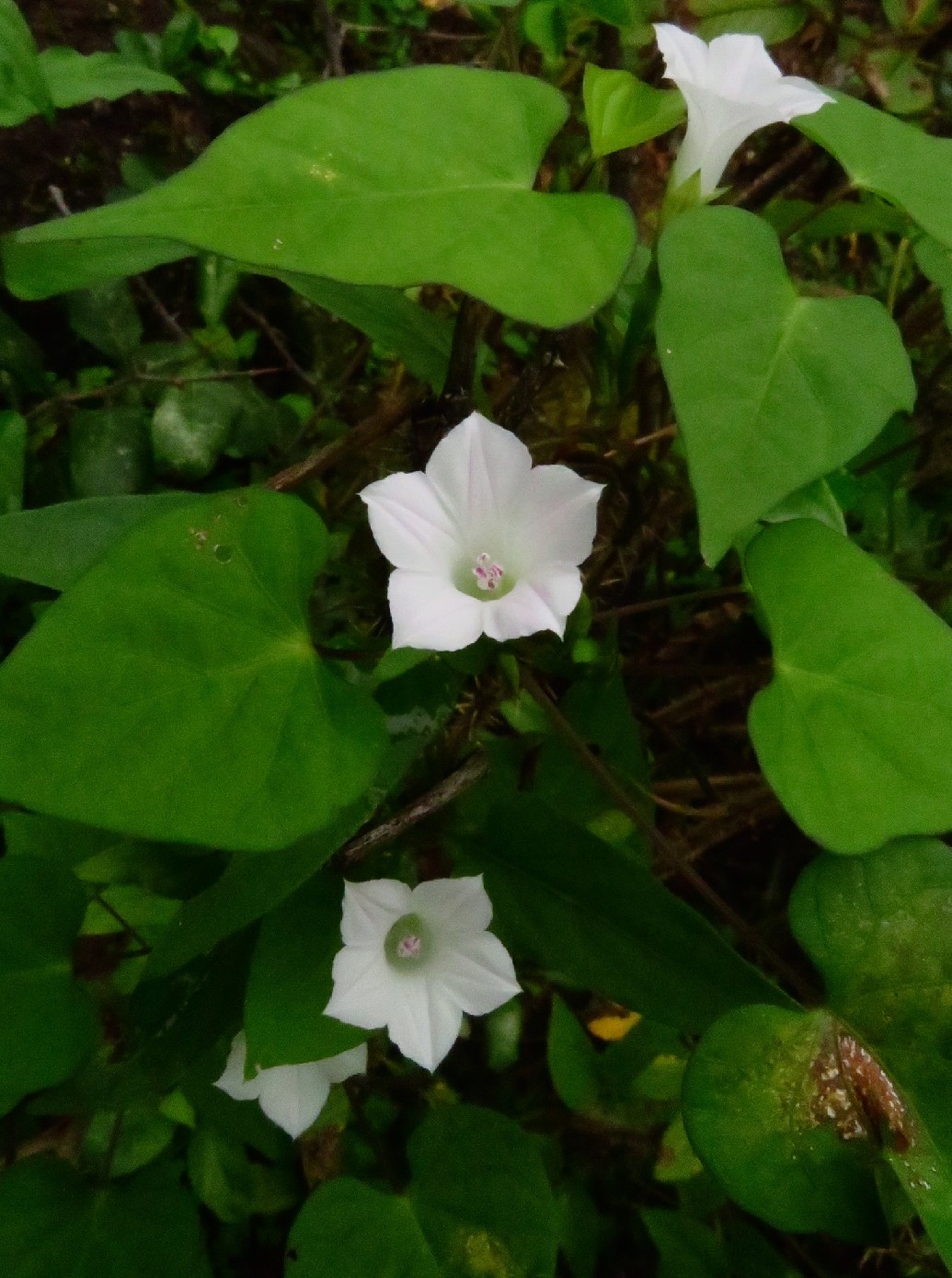 河原決明　豆朝顔　小蜜柑草　榎草_a0018655_09384775.jpg