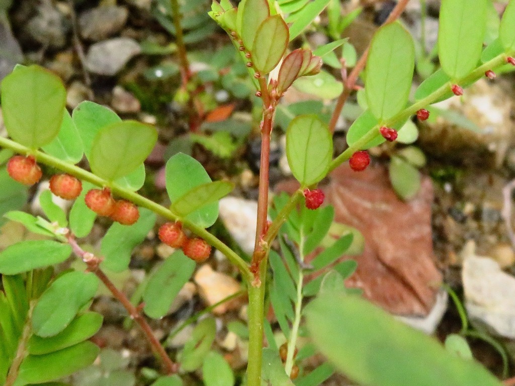 河原決明　豆朝顔　小蜜柑草　榎草_a0018655_09384867.jpg